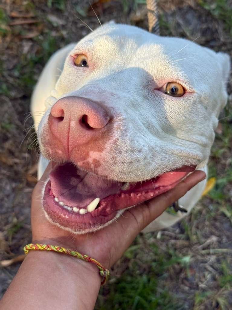 Nuestra promesa — Vínculo entre perro y entrenador